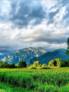 Preview wallpaper field, corn, greens, summer, mountains, sky, brightly