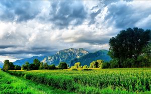 Preview wallpaper field, corn, greens, summer, mountains, sky, brightly