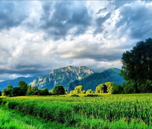 Preview wallpaper field, corn, greens, summer, mountains, sky, brightly