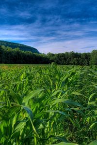 Preview wallpaper field, corn, numbers, trees