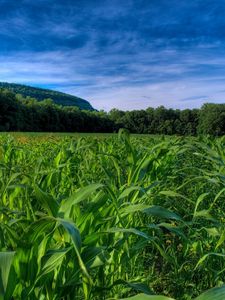 Preview wallpaper field, corn, numbers, trees