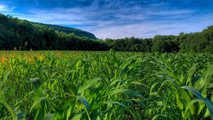 Preview wallpaper field, corn, numbers, trees