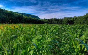 Preview wallpaper field, corn, numbers, trees