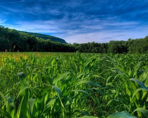 Preview wallpaper field, corn, numbers, trees