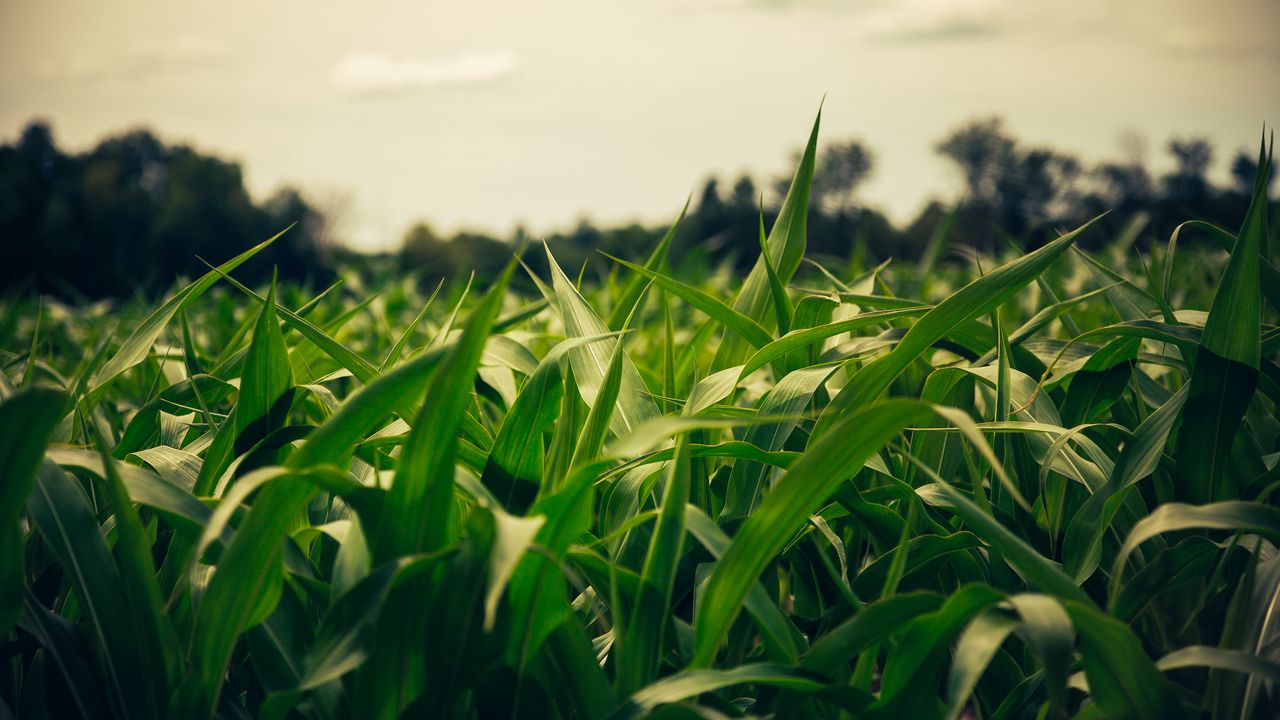 Wallpaper field, corn, summer, evening