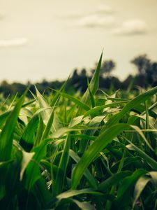 Preview wallpaper field, corn, summer, evening