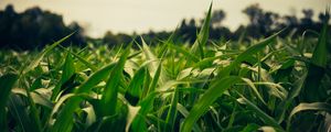 Preview wallpaper field, corn, summer, evening