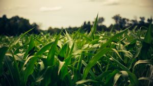 Preview wallpaper field, corn, summer, evening