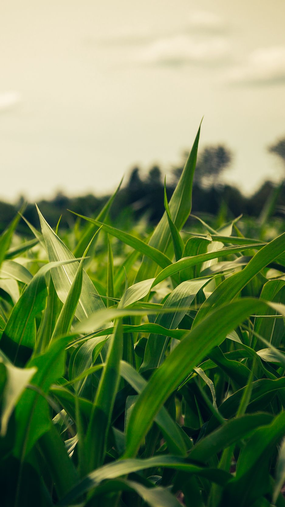 Corn Field Wallpapers - Top Free Corn Field Backgrounds - WallpaperAccess