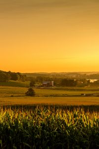 Preview wallpaper field, corn, vast, usa, ohio