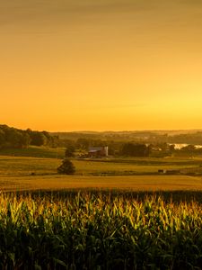 Preview wallpaper field, corn, vast, usa, ohio