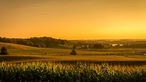 Preview wallpaper field, corn, vast, usa, ohio