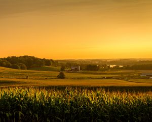 Preview wallpaper field, corn, vast, usa, ohio