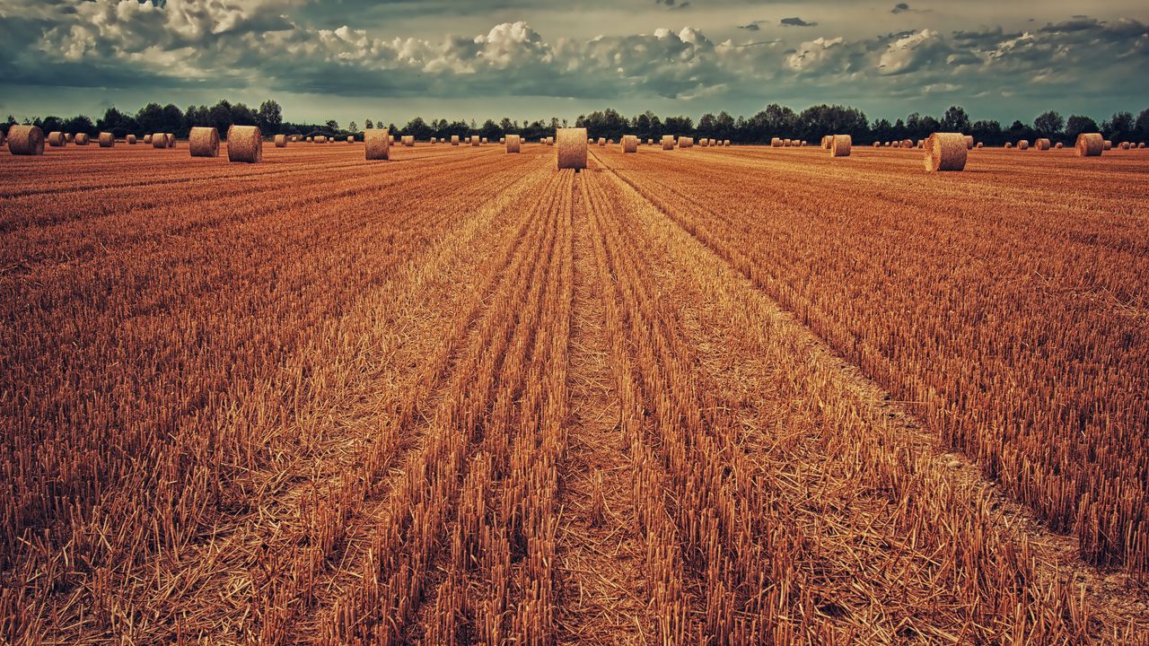 Wallpaper field, crop, wheat, hay, grass