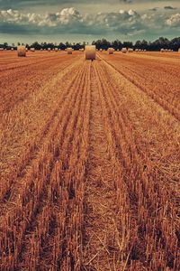 Preview wallpaper field, crop, wheat, hay, grass