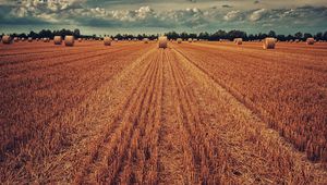 Preview wallpaper field, crop, wheat, hay, grass