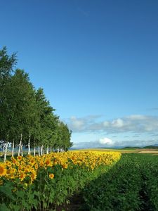 Preview wallpaper field, culture, economy, sunflowers, birches