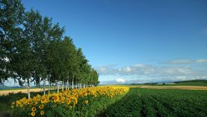 Preview wallpaper field, culture, economy, sunflowers, birches