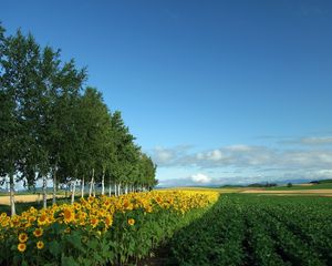Preview wallpaper field, culture, economy, sunflowers, birches