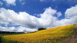 Preview wallpaper field, culture, economy, sunflowers, descent, mountain, road