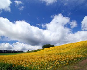 Preview wallpaper field, culture, economy, sunflowers, descent, mountain, road