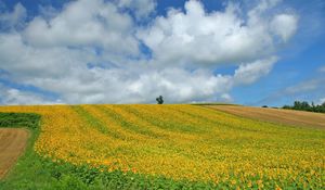 Preview wallpaper field, culture, economy, sunflowers, descent, mountain, sky