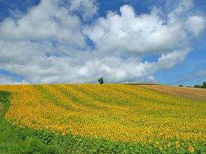 Preview wallpaper field, culture, economy, sunflowers, descent, mountain, sky