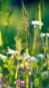 Preview wallpaper field, daisies, grass, flowers