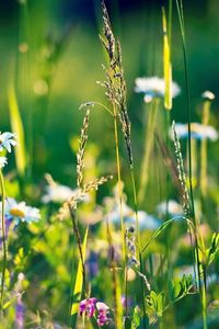 Preview wallpaper field, daisies, grass, flowers