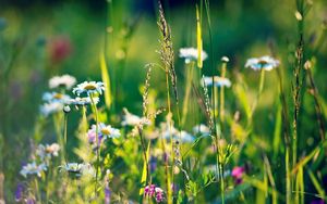 Preview wallpaper field, daisies, grass, flowers