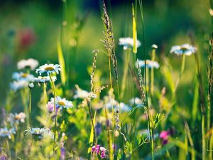 Preview wallpaper field, daisies, grass, flowers