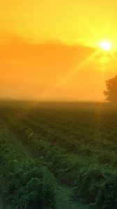 Preview wallpaper field, dawn, morning, sun, crop, numbers