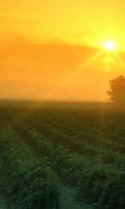 Preview wallpaper field, dawn, morning, sun, crop, numbers