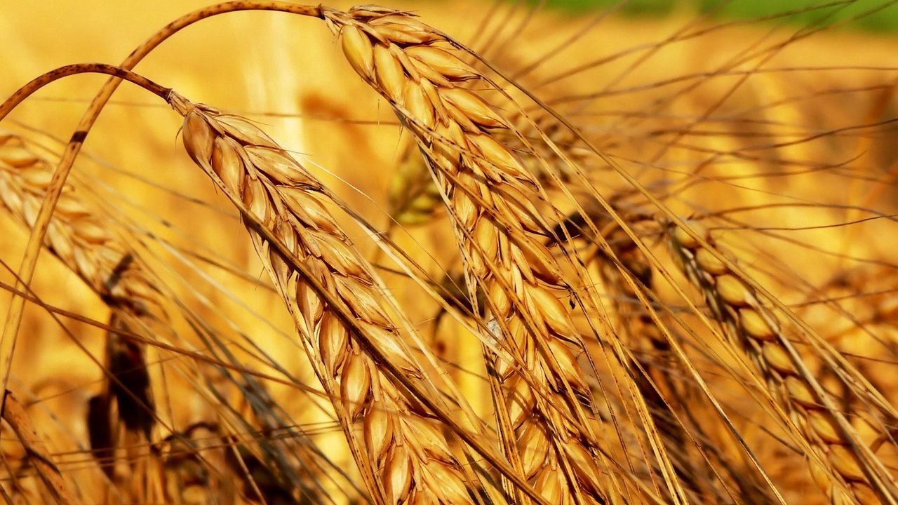 Wallpaper field, ears, agriculture, crop, grain