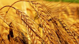 Preview wallpaper field, ears, agriculture, crop, grain