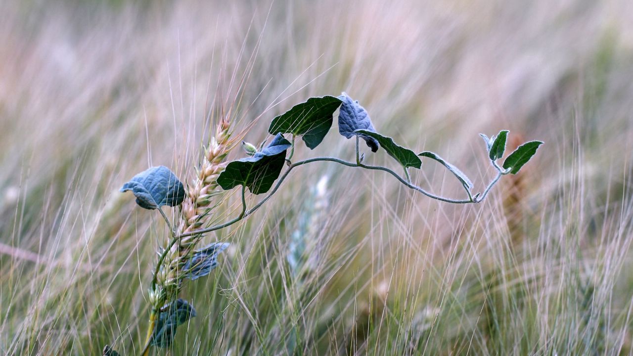 Wallpaper field, ears, bindweed