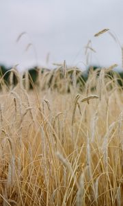 Preview wallpaper field, ears, cornfield, dry