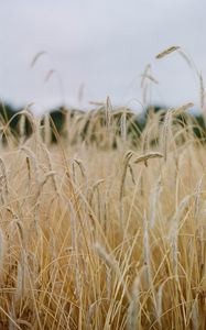 Preview wallpaper field, ears, cornfield, dry