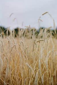 Preview wallpaper field, ears, cornfield, dry