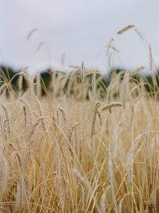 Preview wallpaper field, ears, cornfield, dry