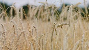 Preview wallpaper field, ears, cornfield, dry