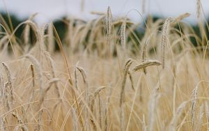 Preview wallpaper field, ears, cornfield, dry