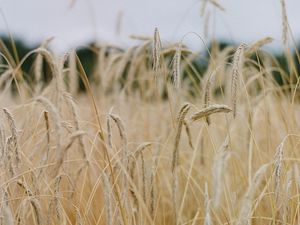 Preview wallpaper field, ears, cornfield, dry
