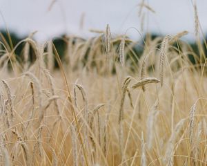 Preview wallpaper field, ears, cornfield, dry