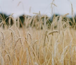 Preview wallpaper field, ears, cornfield, dry