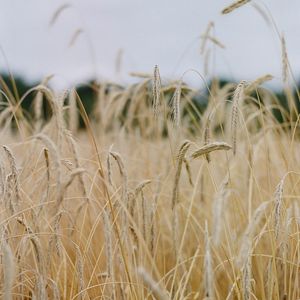 Preview wallpaper field, ears, cornfield, dry