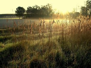 Preview wallpaper field, ears, dawn