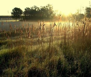 Preview wallpaper field, ears, dawn