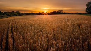 Preview wallpaper field, ears, decline, evening, ranks, strips, village