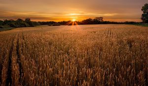 Preview wallpaper field, ears, decline, evening, ranks, strips, village